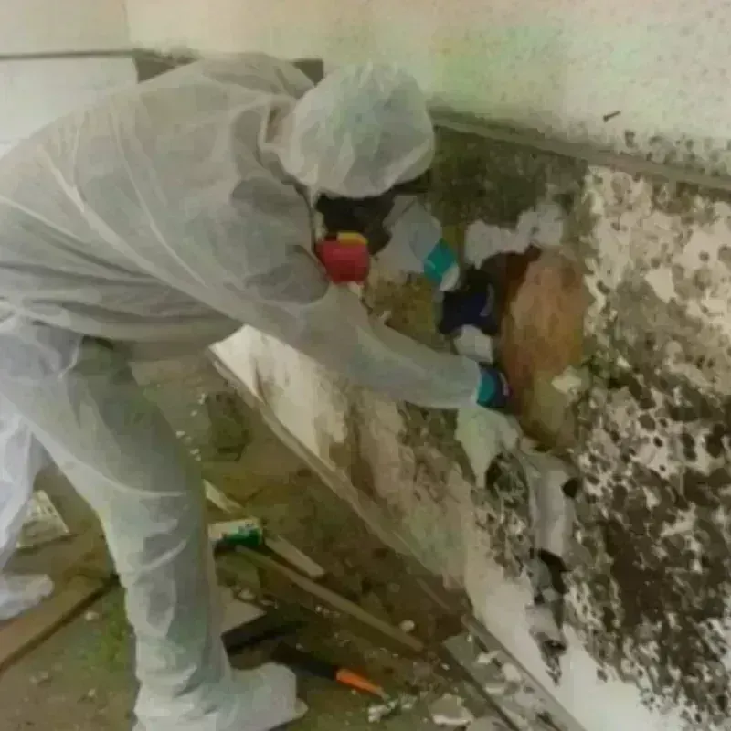 Mold Remediation and Removal in Assumption, IL